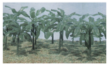 Pegasus PEG-6509 15 Assorted Banana Trees 1:35 Scale