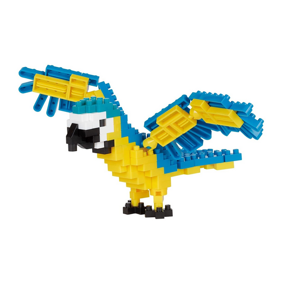 Blue & Yellow Macaw, NBC-343